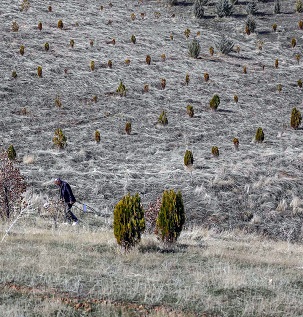رکورد جهانی کاشت همزمان ۱۰۰ هزار درخت توسط ایران شکسته شد!
