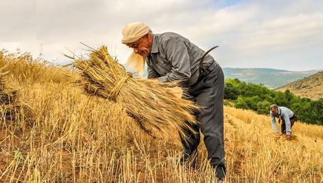 پرداخت ۱۲۱ همت از مطالبات گندمکاران