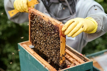 لزوم برندسازی و صادرات محور کردن صنعت زنبورداری