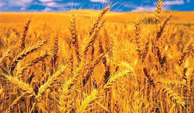کشت قراردادی در ۹۱ درصد از مزارع گندم سیستان و بلوچستان اجرا شد.