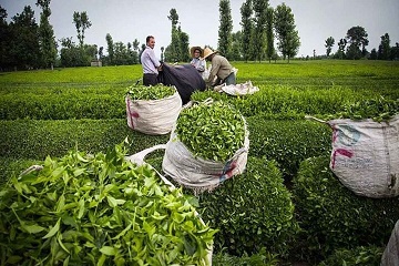 برداشت ۶۴ هزار تن برگ سبز چای از باغات شمال کشور